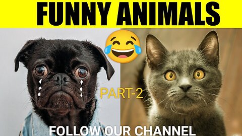 New cat videos funny cat videos of the 🎆🎇 (new cat video)