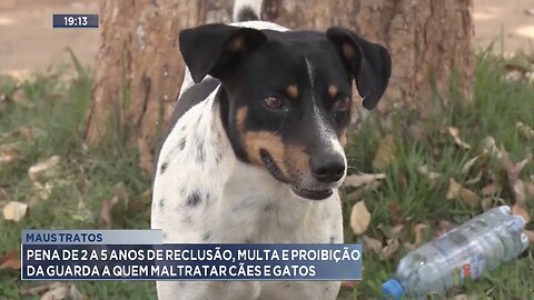 Maus Tratos: Pena de 2 a 5 Anos, Multa e Proibição da Guarda a quem Maltratar Cães e Gatos.