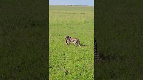 #Wildlife Sightings Today 09/12/23 | Lalashe Maasai Mara | #shortsafrica #holidayswithshorts