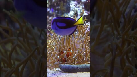 Coral Reef Clown Fish - Underwater2