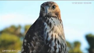 Red Tailed Hawk Close Up 🌲 10/25/22 15:44