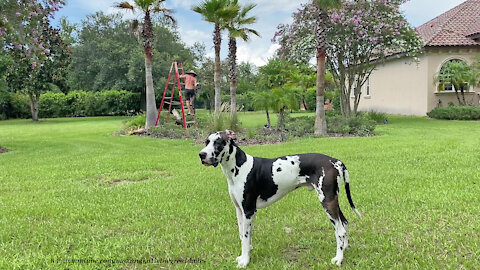 Great Dane Supervises Palm Tree Trimming Yard Work