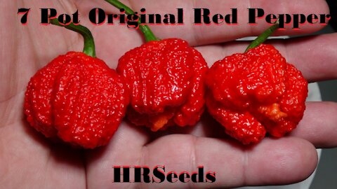 ⟹ 7 Pot Bubblegum Original Red Pepper | Capsicum chinense | Pod Review 2019