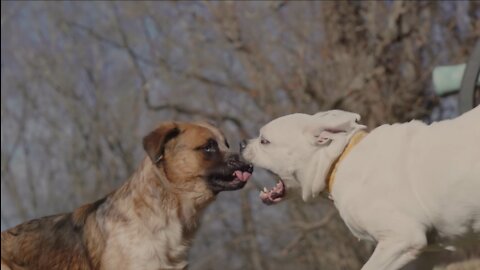 Dogs fighting