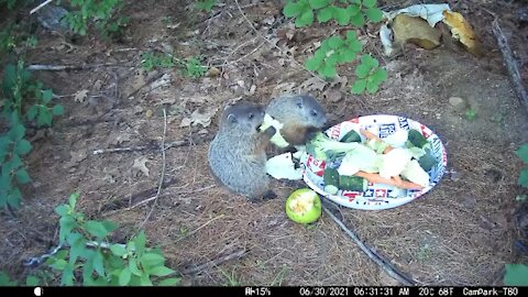 Two baby groundhog siblings fighting over broccoli