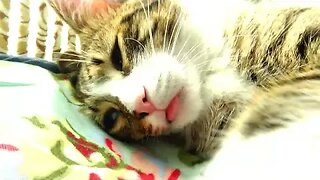 Kitten Sleeps with His Tongue Out because He Is Tired