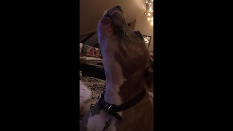 Howling Dog Tries Hard To Tell Owner "I Love You"