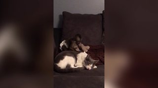 "Small Monkey Tries To Wake Cat"