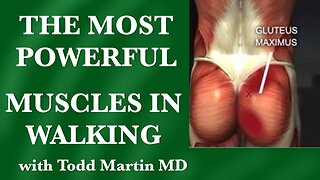 The Most Powerful Muscles in Walking: Glutes vs Psoas-How to Walk Properly