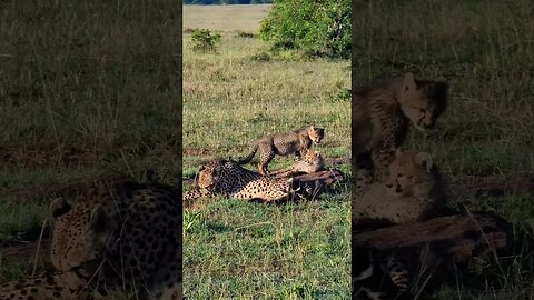 Cheetah Cubs Play #shorts | #ShortsAfrica