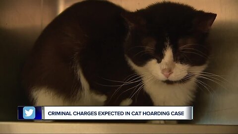 178 cats removed from home in largest animal hoarding case in Oakland County's history