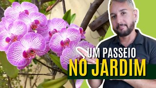 Minha plantas - Fazendo um passeio pelo quintal