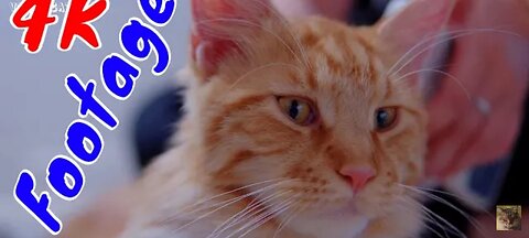 4K_Quality_Animal_Footage_-_😻Cats_and_Kittens_Beautiful_Scenes💕_Episode_6___Viral_Cat(720p)🥰