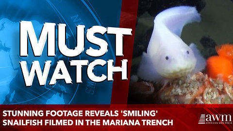 Stunning footage reveals 'smiling' snailfish filmed in the Mariana Trench