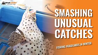 Smashing unusual catches fishing headlands in winter