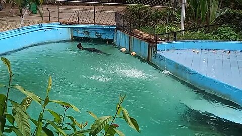 Sea Lion having a swim