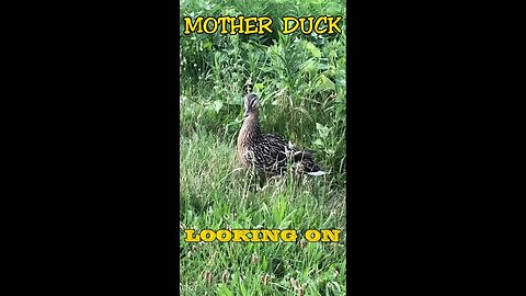 Unbreakable Love: Mother Duck Protects Her Babies #shorts