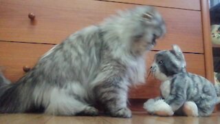 Cat Has Weird Obsession With Stuffed Animal Lookalike