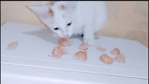 asmr kitten eating raw chicken meat