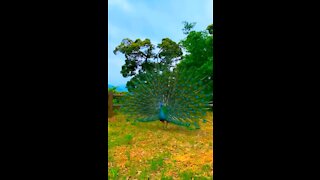 The beauty of peacocks in our farm