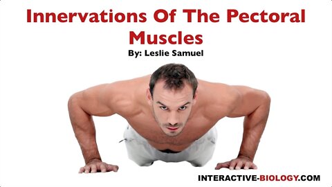 095 Innervations Of The Pectoral Muscles