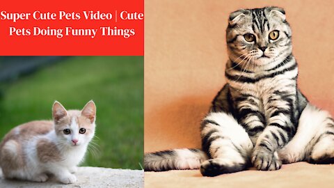 Super Cute Pets Video | Cute Pets Doing Funny Things