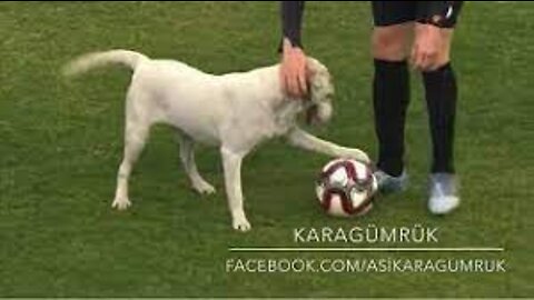 Canine interruption: How a dog brought a football match to a halt