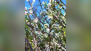 upcoming #palettestories #almondblossoms #naturewalks #flowerpowerwalks #100dayproject2023