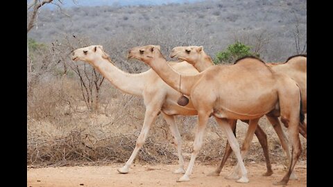 Camels: Facts, Types & Pictures