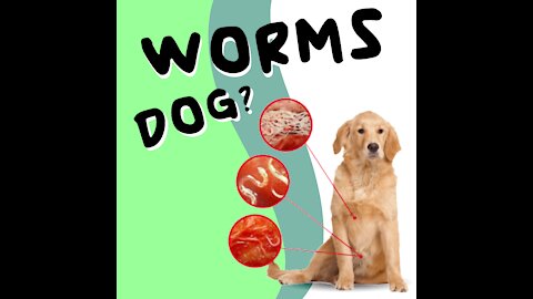 How do you know if your dog has worms? 5 symptoms