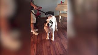 Precious Doggo Gets A Vacuum Treatment