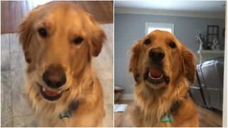 Golden retriever smashes the egg challenge