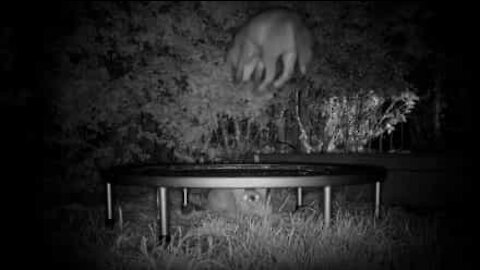 Deux renardeaux font du trampoline en pleine nuit