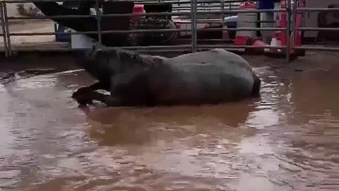 Scottsdale police horse plays in a mud puddle