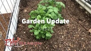 Garden Update 5-13-23