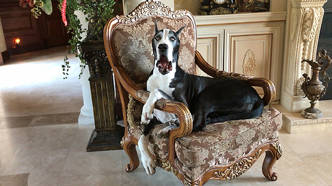 Funny Great Dane Squeaks While Speaking