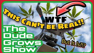 Illegal Drone Delivering Cannabis and... - The Dude Grows Show 1,431