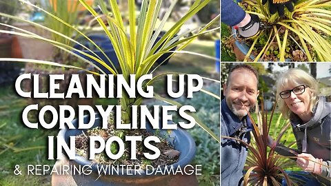 Cleaning up Cordylines in Pots 😃