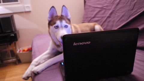 Mishka the Talking Husky uses Skype to call her canine friend