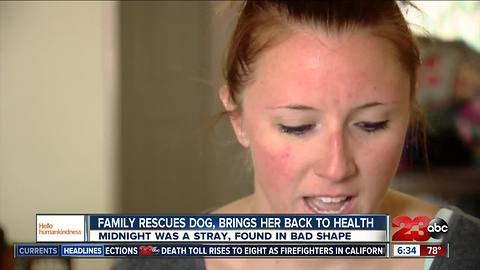 Hello humankindness: local family rescues stray dog