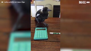 Pássaro "ajuda" jovem a estudar, mas só atrapalha!