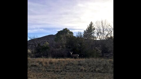 Mule deer hopping around eastern New Mexico