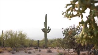 Iconic saguaro is symbol of the southwest and Absolutely Arizona