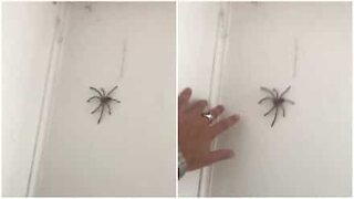 Australier forsøger at lege med en edderkop og bliver forskrækket