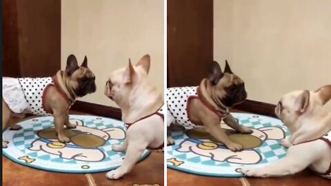 How this little pug made the bull give up on a mat.🤣🤣🤣#funnydogvideos