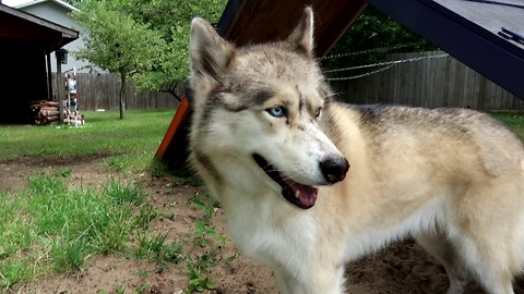 Husky wants to dig to China