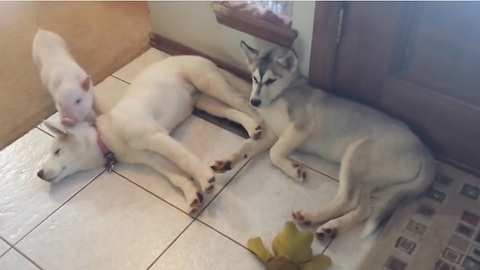 Piglet bonds with pair of husky puppies