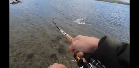 Sea Trout Fishing Sligo