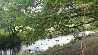 Sounds of the countryside#short,#birds