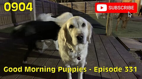 [0904] GOOD MORNING PUPPIES - EPISODE 331 [#dogs #doggos #doggos #puppies #dogdaycare]